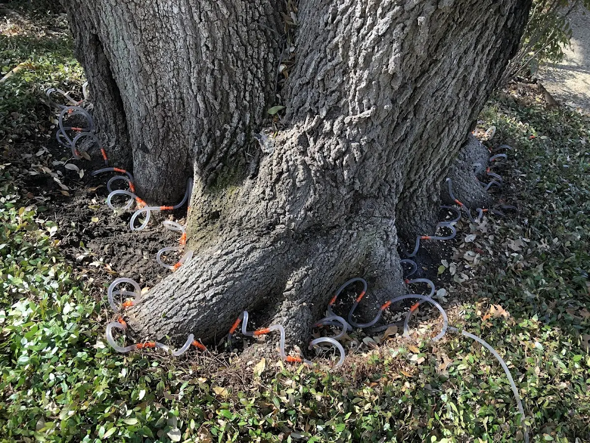 Detailed Tree Cabling and Bracing job site in Worthington